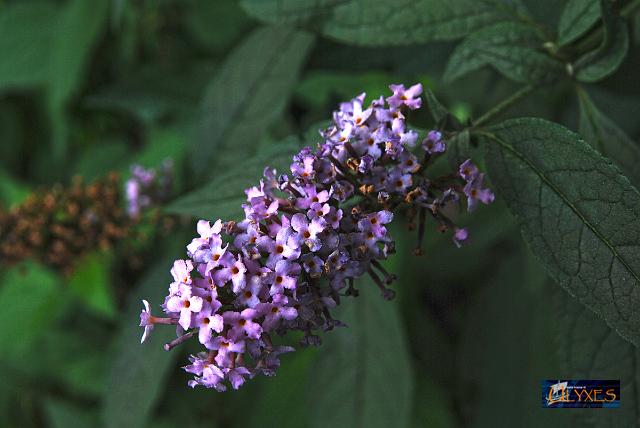 buddleja davidii.JPG